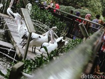 1748516777036-menikmati-long-weekend-di-taman-margasatwa-ragunan-1748497188552_43