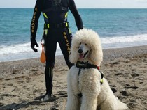 1750352735689-nilo-si-anjing-penjaga-pantai-spanyol-1750139852788_43