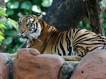 1754888713254-kebun-binatang-surabaya-koleksi-harimau-sumatera-baru-1754805574388_43