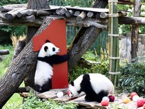1755926366542-gemasnya-panda-kembar-pertama-jerman-rayakan-ultah-ke-1-1755861189370_43