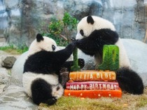 1756444941344-menggemaskan-panda-kembar-hong-kong-merayakan-ulang-tahun-pertama-1756380233700_43