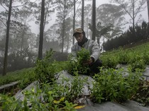 1761197182569-menjelajahi-surga-tanaman-obat-di-lereng-tawangmangu-1761141799934_43