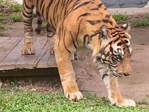 1761305104982-harimau-sumatera-bernama-uni-di-taman-rimba-jambi-saat-masih-hidup-1748581683905_43