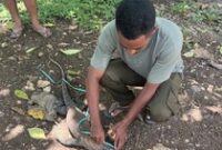 1761456038624-petugas-resort-bbksda-ntt-di-labuan-bajo-mengamankan-komodo-yang-ditemukan-mati-di-ruas-jalan-labuan-bajo-golo-mori-manggarai--1761378854614_43
