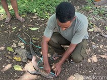 1761456038624-petugas-resort-bbksda-ntt-di-labuan-bajo-mengamankan-komodo-yang-ditemukan-mati-di-ruas-jalan-labuan-bajo-golo-mori-manggarai--1761378854614_43
