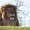 1761477664603-singa-singa-korban-perang-ukraina-1742963918855_43
