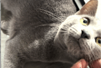1761542637190-kucing-busok-1751329718871_43