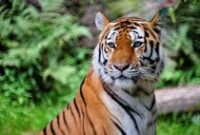 1761629054798-harimau-1760767082110_43