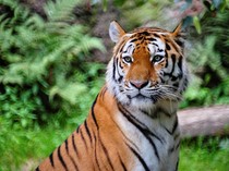 1761629054798-harimau-1760767082110_43