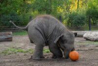 1761629081753-momen-lucu-gajah-gajah-oregon-rayakan-halloween-1761558918853_43
