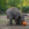 1761629081753-momen-lucu-gajah-gajah-oregon-rayakan-halloween-1761558918853_43
