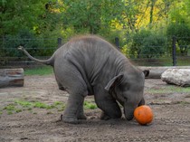 1761629081753-momen-lucu-gajah-gajah-oregon-rayakan-halloween-1761558918853_43