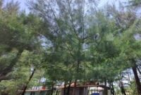 1761650626208-lampion-yang-tersangkut-di-atap-bangunan-dan-pohon-cemara-di-dekat-area-parkir-pantai-gua-cemara-bantul-senin-27102025-1761543596490_43