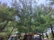 1761650626208-lampion-yang-tersangkut-di-atap-bangunan-dan-pohon-cemara-di-dekat-area-parkir-pantai-gua-cemara-bantul-senin-27102025-1761543596490_43