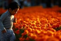 1761672103457-hamparan-bunga-marigold-warnai-hari-arwah-di-meksiko-city-1761634543282_43
