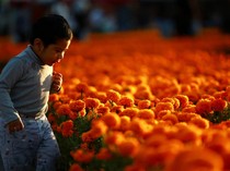1761672103457-hamparan-bunga-marigold-warnai-hari-arwah-di-meksiko-city-1761634543282_43