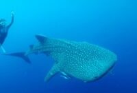 1761736893830-prilly-latuconsina-dan-konservasi-indonesia-melalukan-tagging-hiu-paus-di-teluk-saleh-ntb-5_43