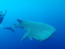 1761736893830-prilly-latuconsina-dan-konservasi-indonesia-melalukan-tagging-hiu-paus-di-teluk-saleh-ntb-5_43