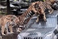 1761737038225-kebun-binatang-cari-sopir-untuk-kasih-makan-harimau-1761621425857_43