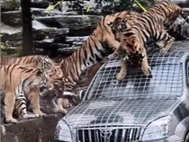 1761737038225-kebun-binatang-cari-sopir-untuk-kasih-makan-harimau-1761621425857_43