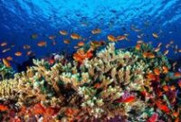 1761737145327-pbb-usulkan-great-barrier-reef-dimasukkan-daftar-dalam-bahaya-australia-protes_43