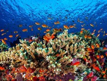 1761737145327-pbb-usulkan-great-barrier-reef-dimasukkan-daftar-dalam-bahaya-australia-protes_43