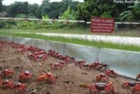 1761737194191-jutaan-kepiting-lagi-migrasi-tahunan-jalanan-sampai-ditutup-6_43