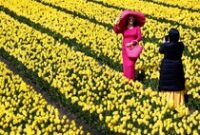 1761758518292-indahnya-bunga-tulip-warna-warni-bermekaran-di-belanda-3_43