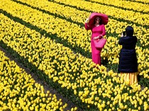 1761758518292-indahnya-bunga-tulip-warna-warni-bermekaran-di-belanda-3_43