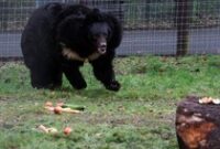 1761758561909-potret-beruang-hitam-yang-selamat-dari-perang-di-ukraina-4_43