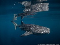 1761823524333-hiu-paus-di-perairan-teluk-saleh-torano-sumbawa-nusa-tenggara-barat-ntb-populasinya-tercatat-sebanyak-110-ekor-spesies-yang-di_43