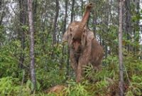 1761909657577-jalan-damai-si-perisai-hidup-7_43