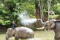 1761909765610-gajah-sumatera_43