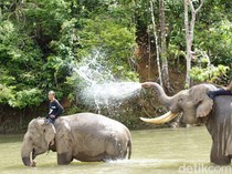 1761909765610-gajah-sumatera_43