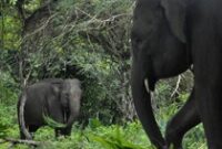 1761909819722-melihat-lebih-dekat-gajah-jinak-di-pusat-konservasi-seblat-bengkulu-1747110082399_43