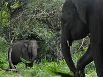 1761909819722-melihat-lebih-dekat-gajah-jinak-di-pusat-konservasi-seblat-bengkulu-1747110082399_43