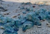 1762190503320-penampakan-ubur-ubur-beracun-di-perairan-pangandaran-1_43