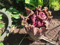 1762190580694-bunga-bangkai-atau-bunga-suweg-mulai-bermunculan-di-kebun-dan-pekarangan-rumah-warga-di-ciamis-1761971749225_43