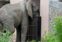 1762320157909-shankar-gajah-afrika-paling-kesepian-di-india-1762273762006_43