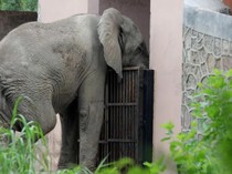 1762320157909-shankar-gajah-afrika-paling-kesepian-di-india-1762273762006_43