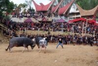 1762320184658-melihat-upacara-rambu-solo-tradisi-pemakaman-suku-toraja-5_43