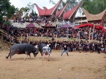 1762320184658-melihat-upacara-rambu-solo-tradisi-pemakaman-suku-toraja-5_43