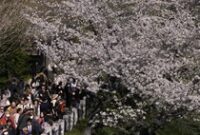 1762428279382-antusias-warga-jepang-sambut-bunga-sakura-bermekaran-1_43