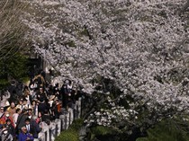 1762428279382-antusias-warga-jepang-sambut-bunga-sakura-bermekaran-1_43
