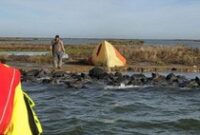 1762449824453-turis-jerman-terdampar-di-danau-ijsselmeer-belanda-1762413641176_43