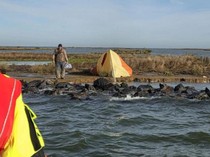 1762449824453-turis-jerman-terdampar-di-danau-ijsselmeer-belanda-1762413641176_43