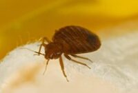 1762514601002-1430769969-1_43