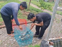 1762536089280-penyitaan-hewan-1762506783518_43