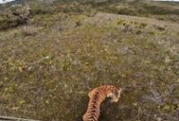 1762665668646-harimau-senja-saat-dilepasliarkan-di-taman-nasional-gunung-leuser-dok-bbksda-sumut-1747919185688_43