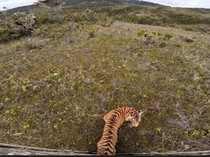 1762665668646-harimau-senja-saat-dilepasliarkan-di-taman-nasional-gunung-leuser-dok-bbksda-sumut-1747919185688_43